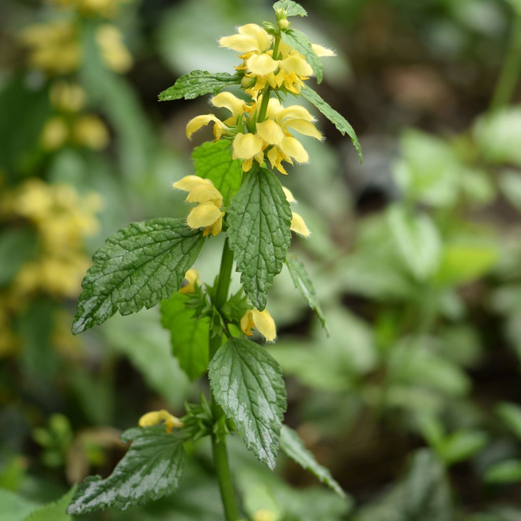 Lamium galeobdolon - Gewöhnliche Goldnessel