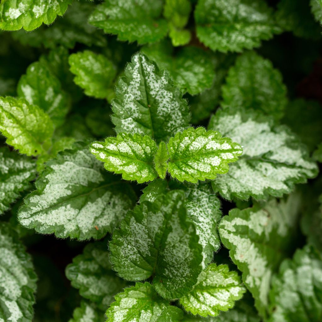 Lamium galeobdolon - Gewöhnliche Goldnessel