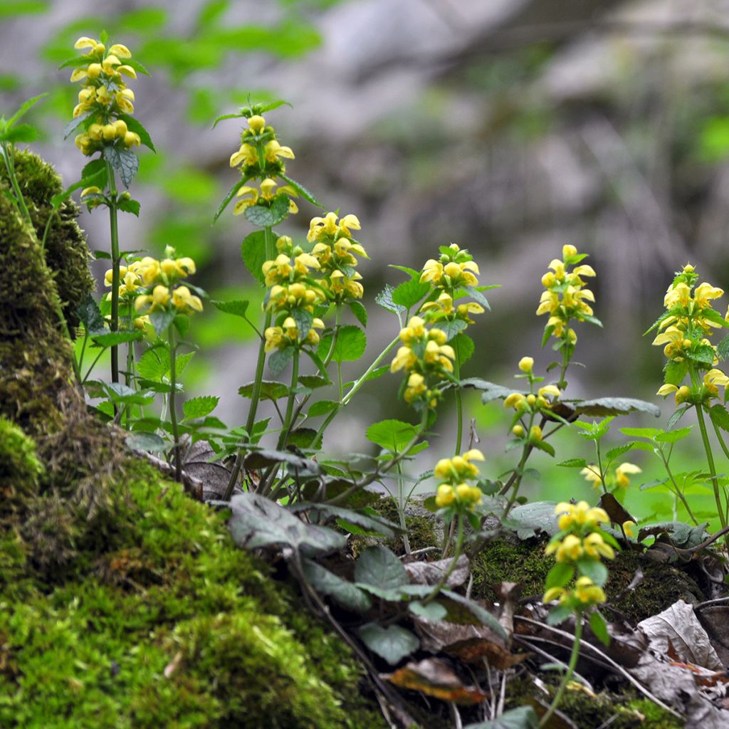 Lamium galeobdolon - Gewöhnliche Goldnessel