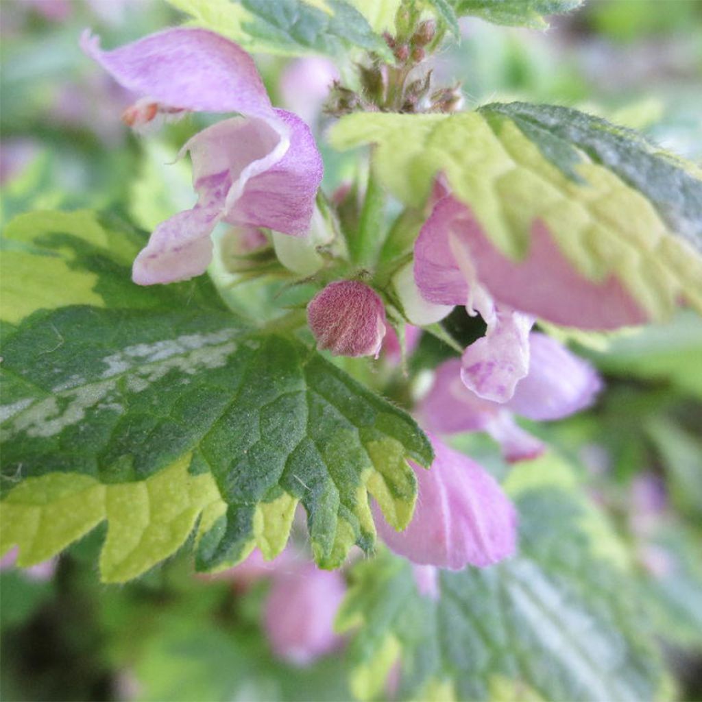 Lamium Maculatum Anne Greenaway, Lamier