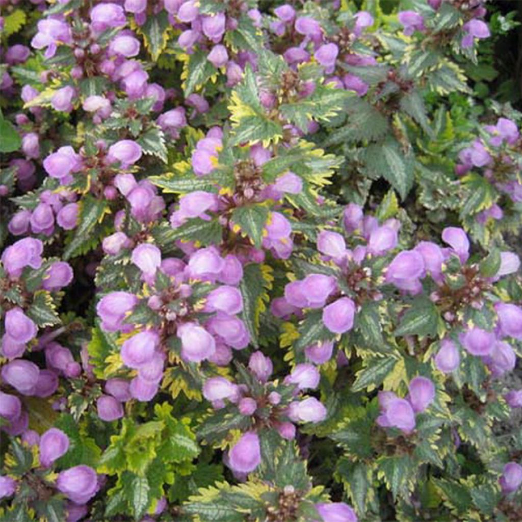 Lamium maculatum Golden Anniversary - Gefleckte Taubnessel