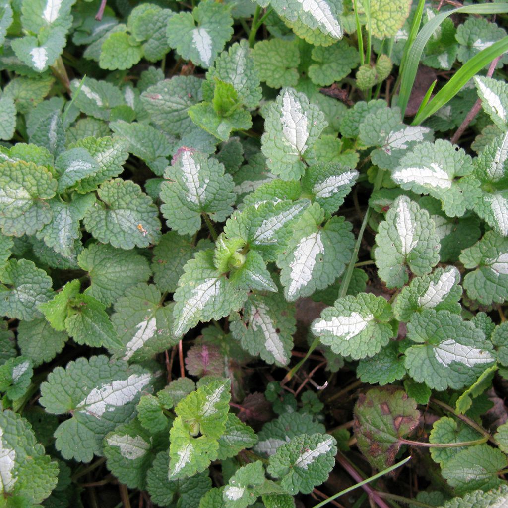 Lamium maculatum Album - Gefleckte Taubnessel