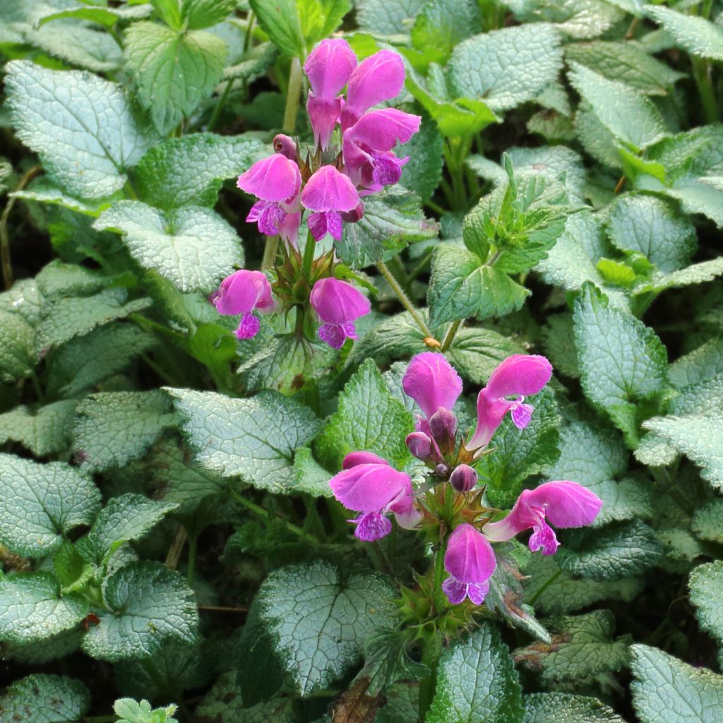 Lamium maculatum Beacon Silver - Gefleckte Taubnessel