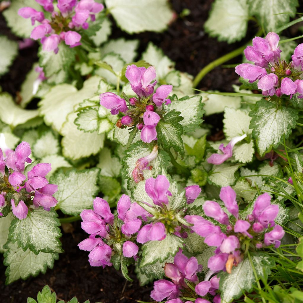 Lamium maculatum Beacon Silver - Gefleckte Taubnessel