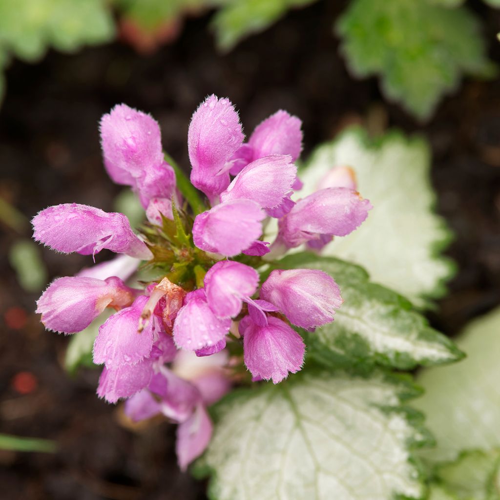 Lamium maculatum Beacon Silver - Gefleckte Taubnessel