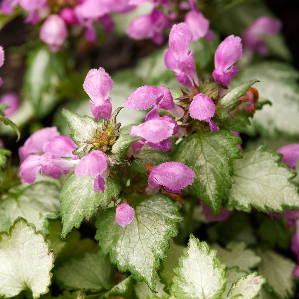 Lamium maculatum Beacon Silver - Gefleckte Taubnessel