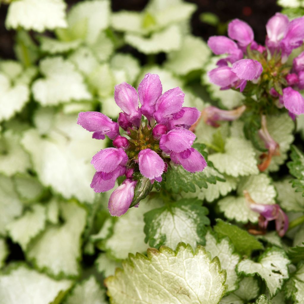 Lamium maculatum Beacon Silver - Gefleckte Taubnessel