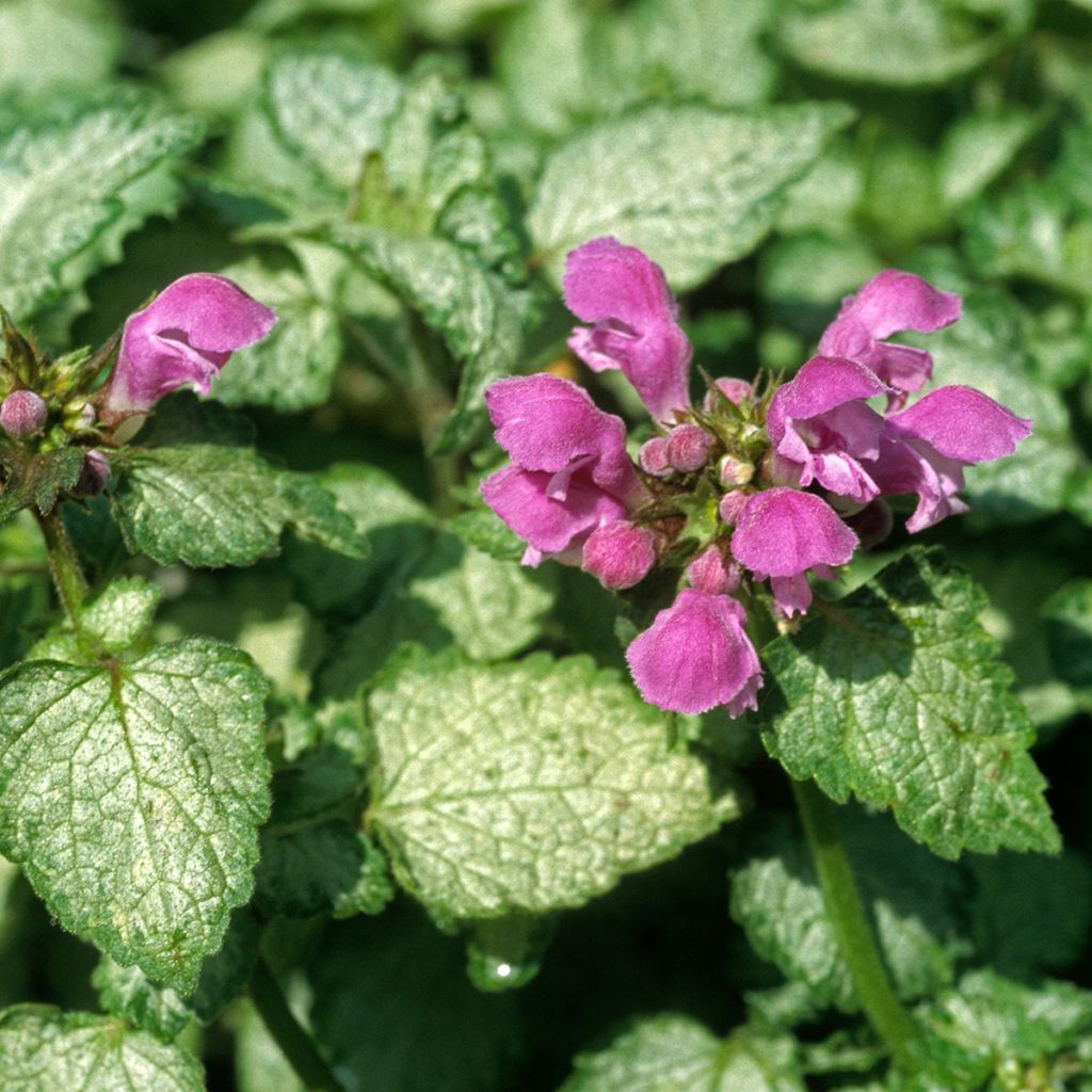 Lamium maculatum Beacon Silver - Gefleckte Taubnessel