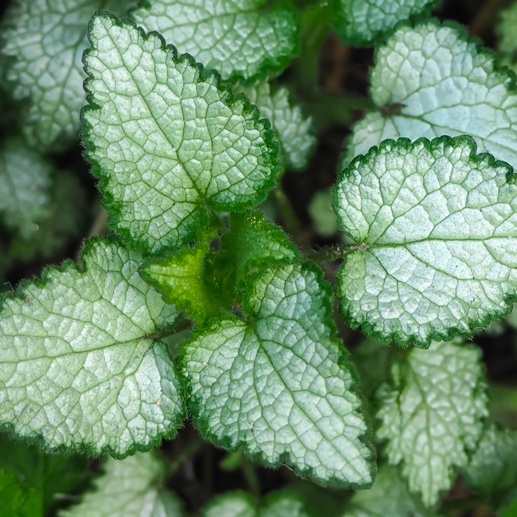 Lamium maculatum Beacon Silver - Gefleckte Taubnessel