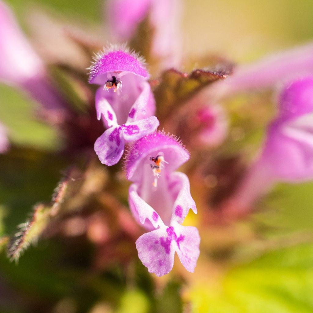 Lamium maculatum Beacon Silver - Gefleckte Taubnessel