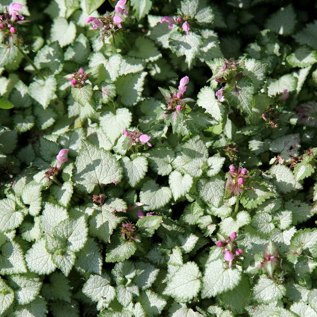 Lamium maculatum Beacon Silver - Gefleckte Taubnessel