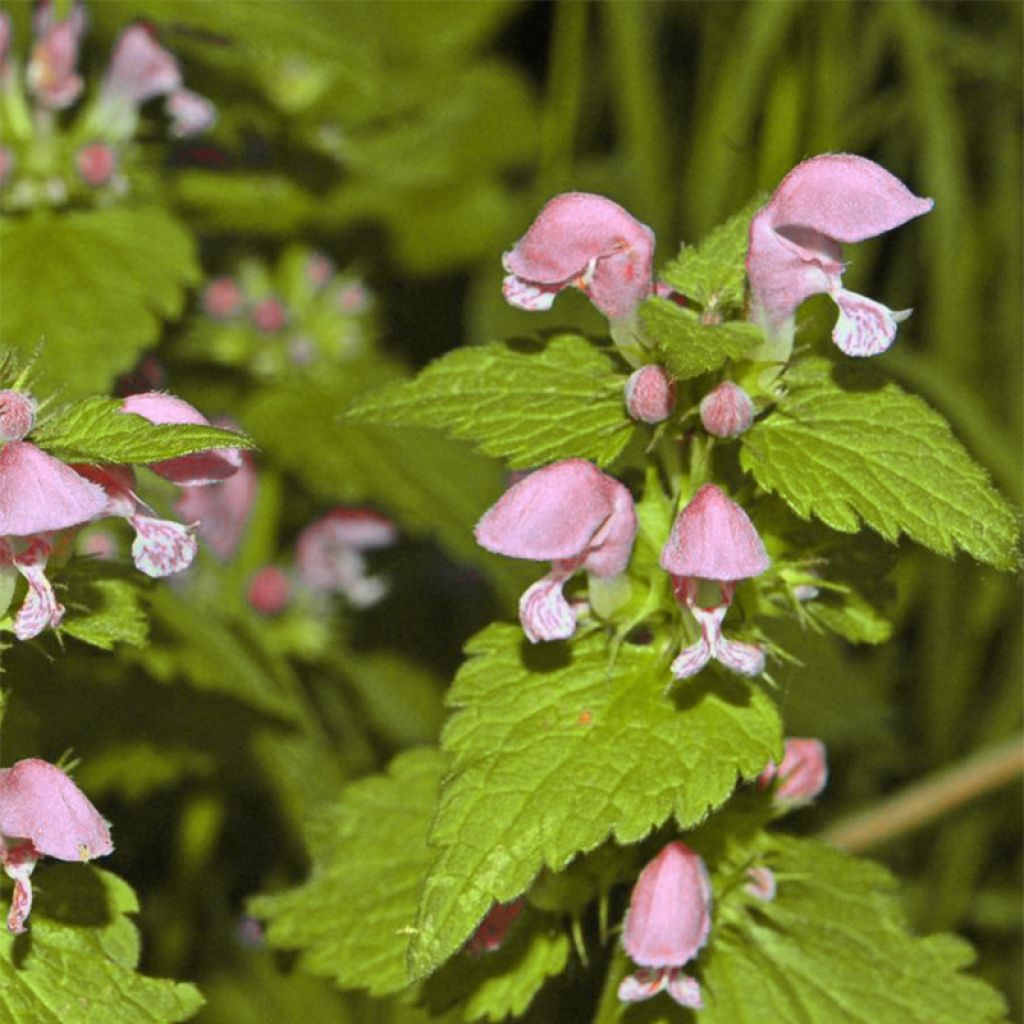 Lamium maculatum Cannon s Gold - Gefleckte Taubnessel