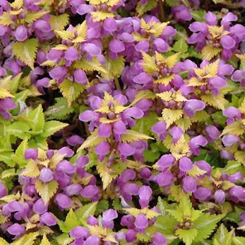 Lamium maculatum Golden Nuggets - Gefleckte Taubnessel