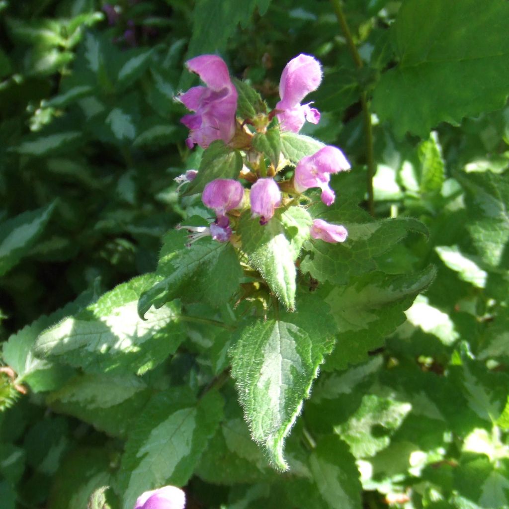 Lamium maculatum Pink Pewter, Lamier