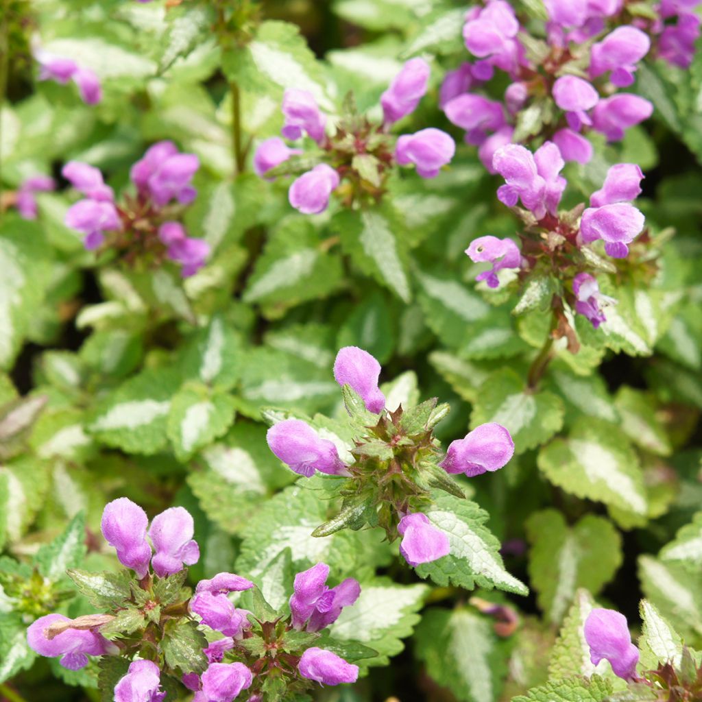 Lamium maculatum Pink Pewter - Gefleckte Taubnessel