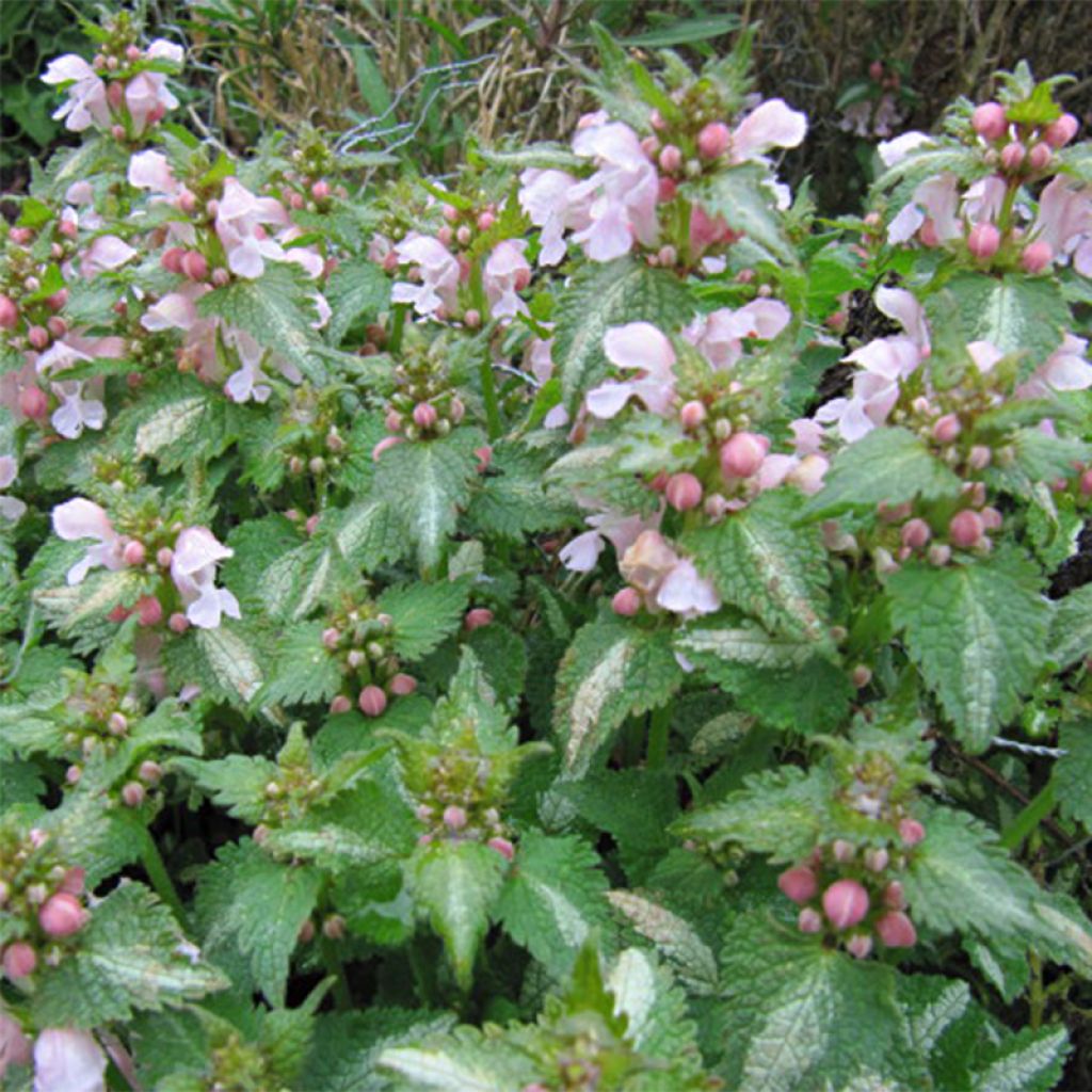 Lamium maculatum Purple Dragon - Gefleckte Taubnessel