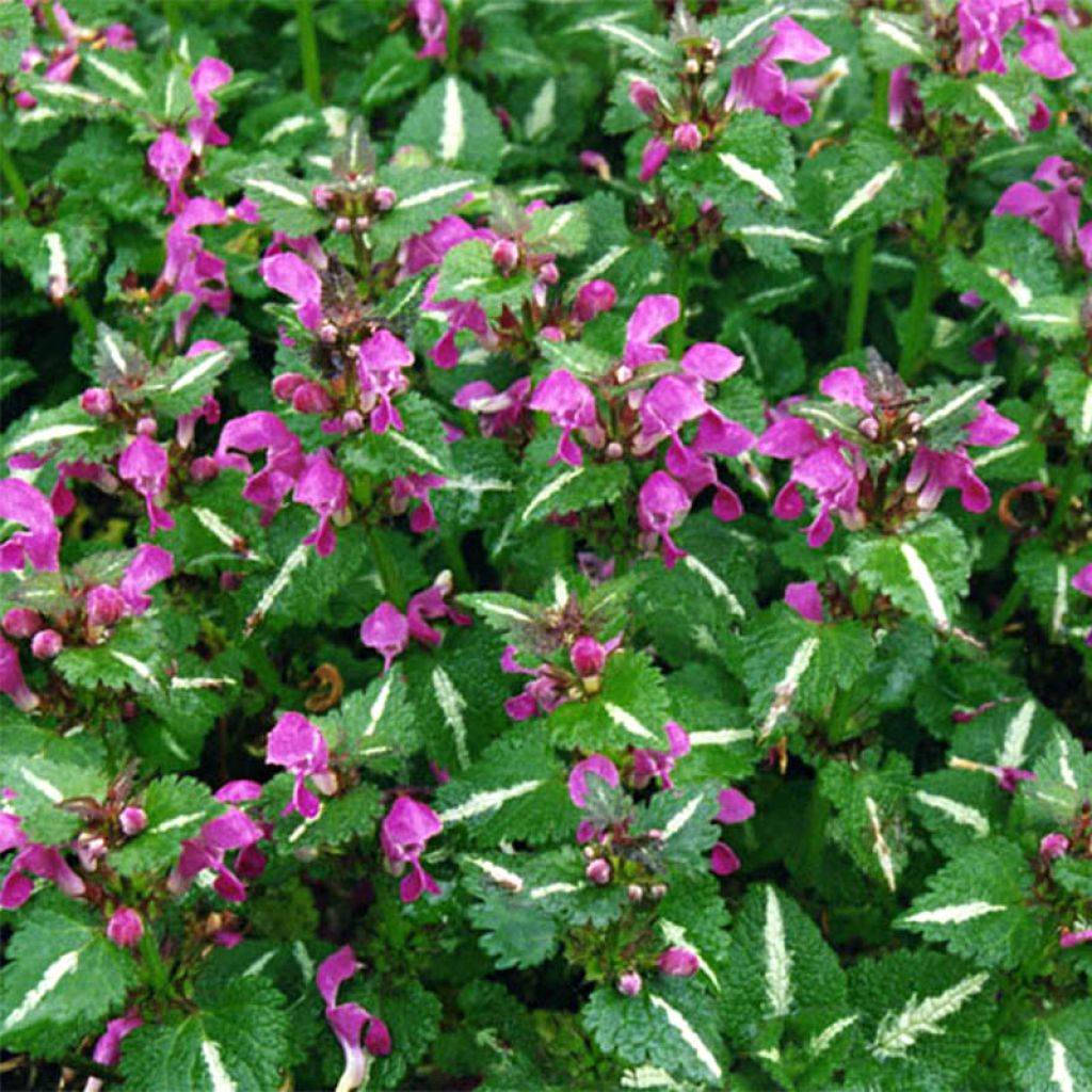 Lamium maculatum Roseum - Gefleckte Taubnessel