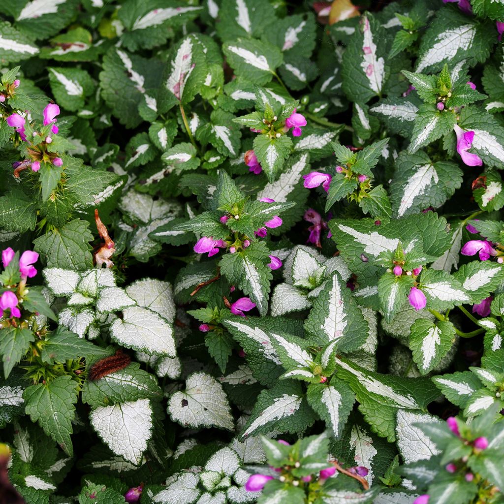 Lamium maculatum Roseum - Gefleckte Taubnessel