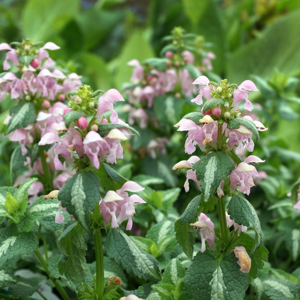 Lamium maculatum Shell Pink - Gefleckte Taubnessel