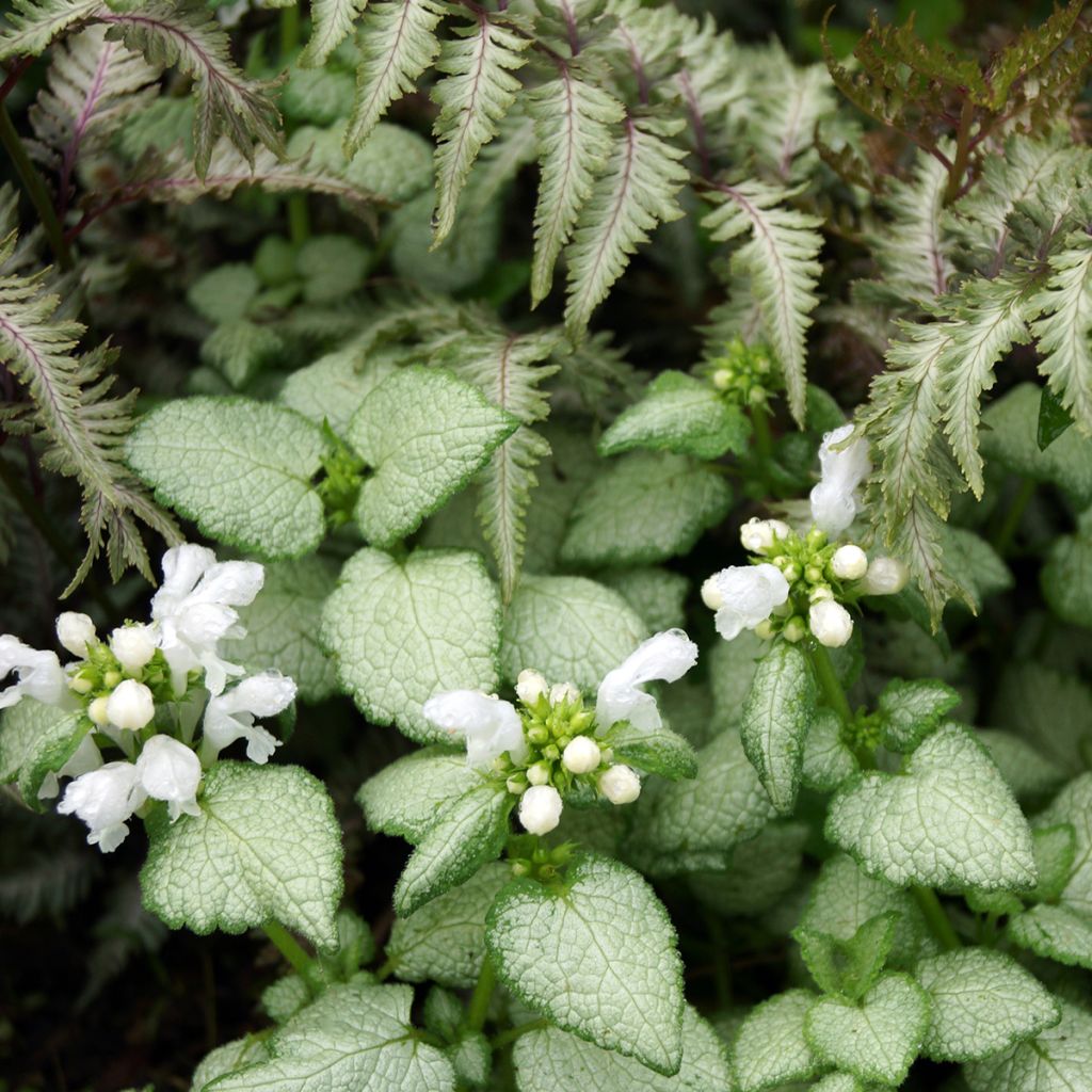 Lamium maculatum White Nancy - Gefleckte Taubnessel