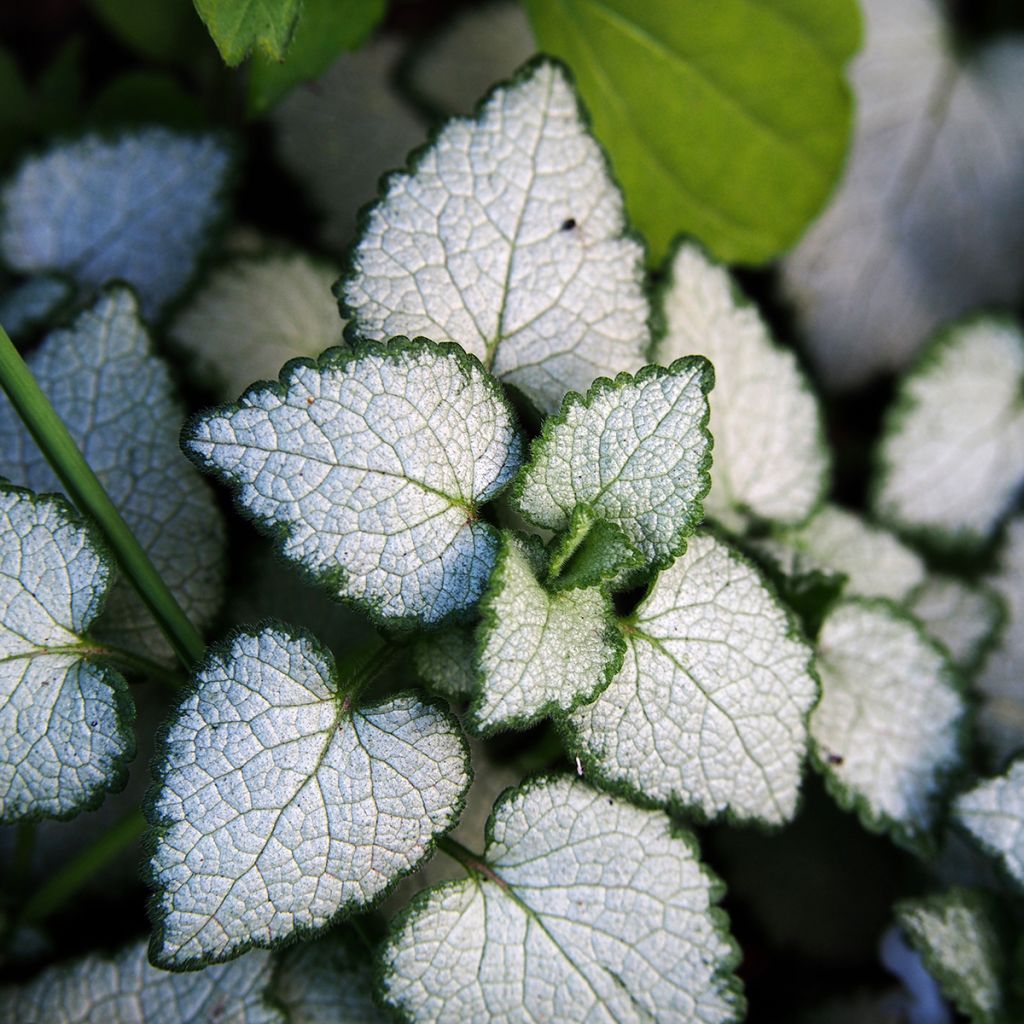 Lamium maculatum White Nancy - Gefleckte Taubnessel