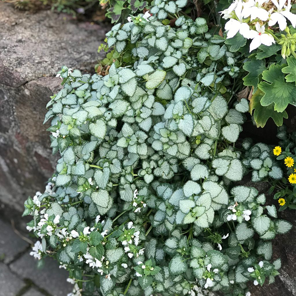 Lamium maculatum White Nancy - Gefleckte Taubnessel