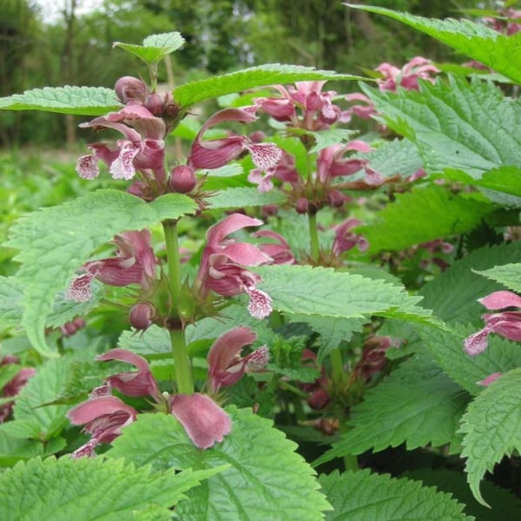 Lamier orvale - Lamium orvala