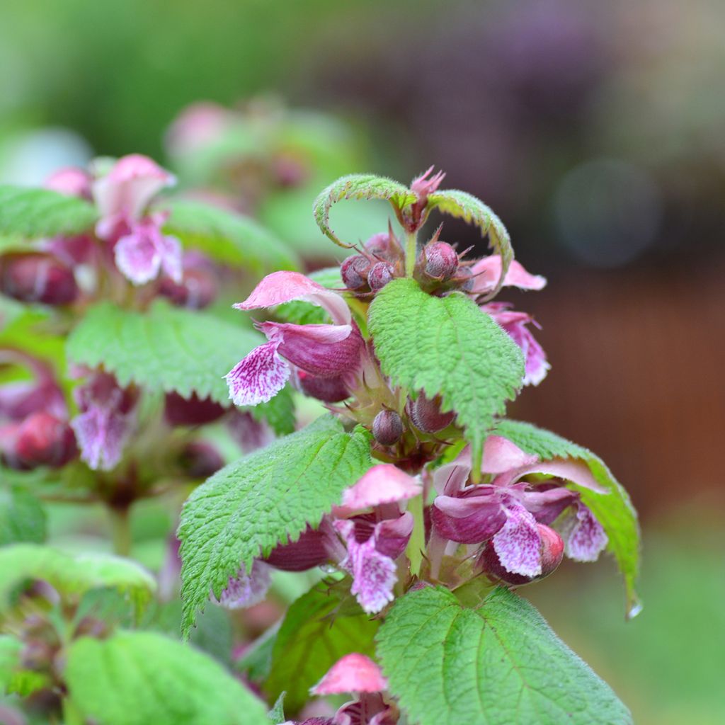 Lamium orvala - Großblütige Taubnessel