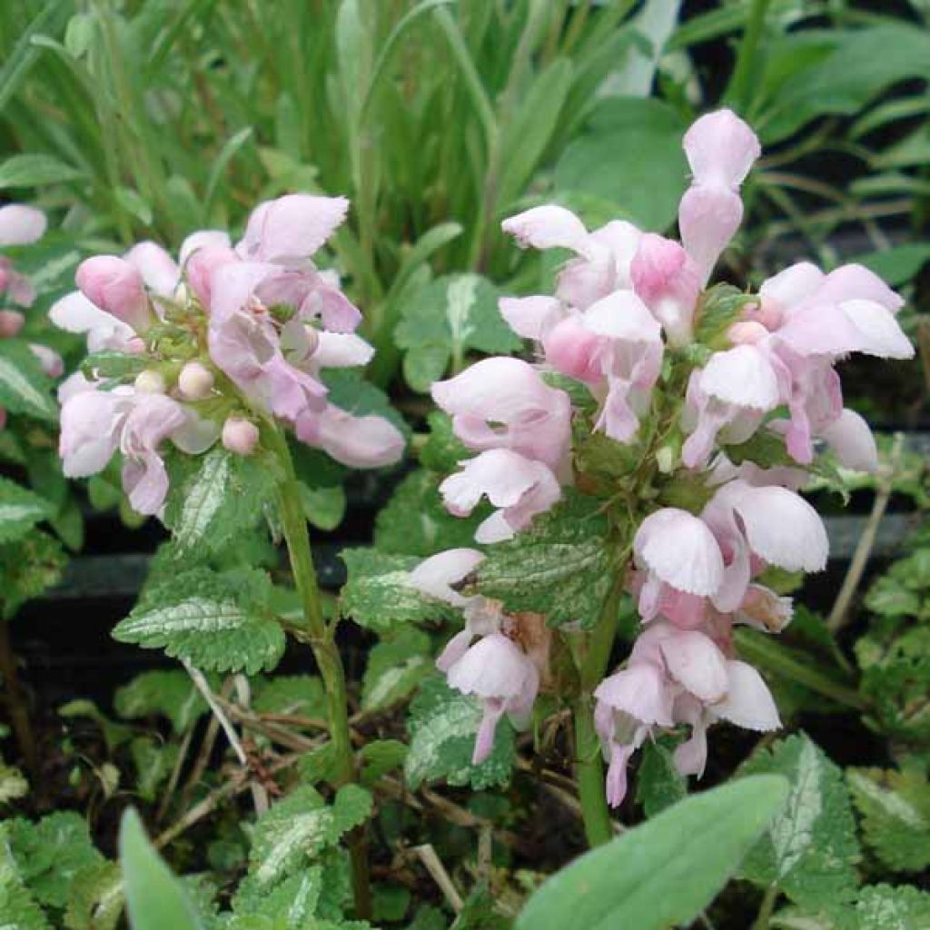 Lamium maculatum Shell Pink - Gefleckte Taubnessel