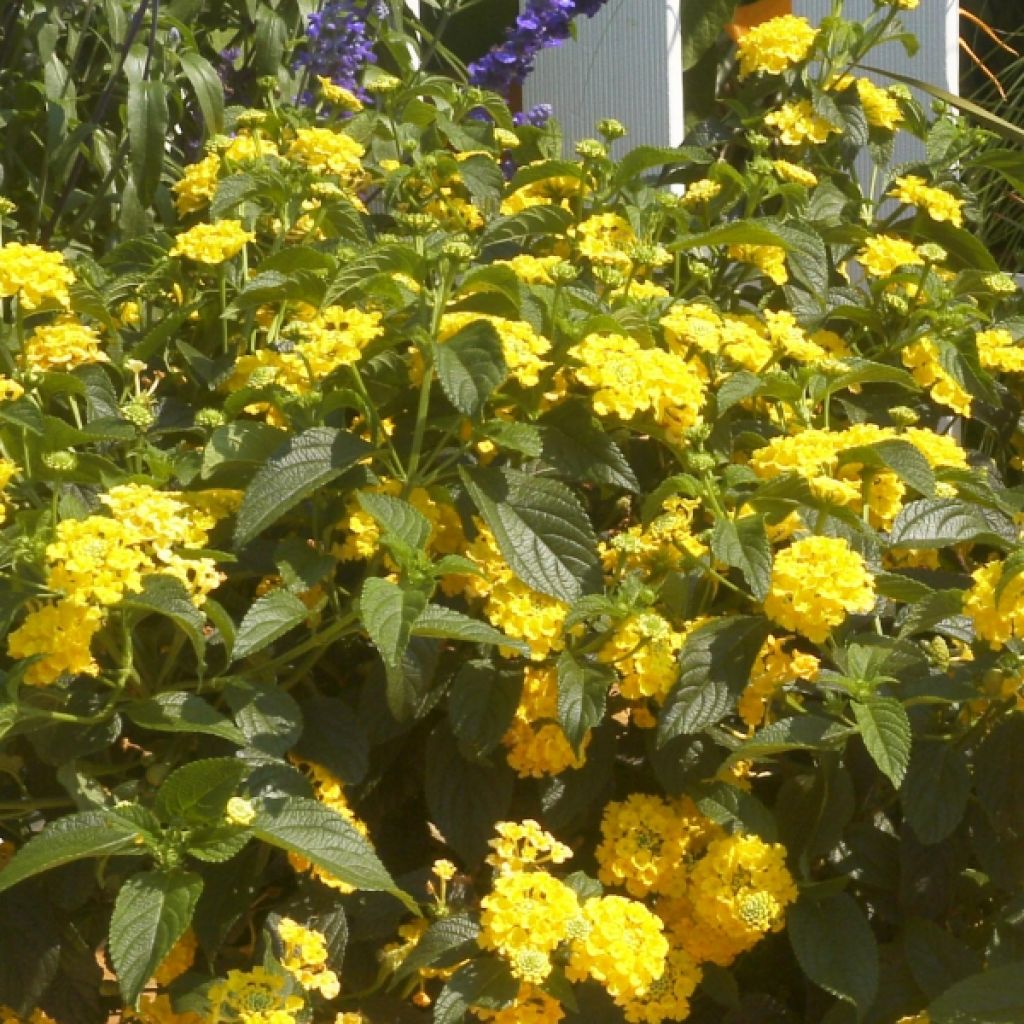 Lantana camara Simon Lemon - Wandelröschen