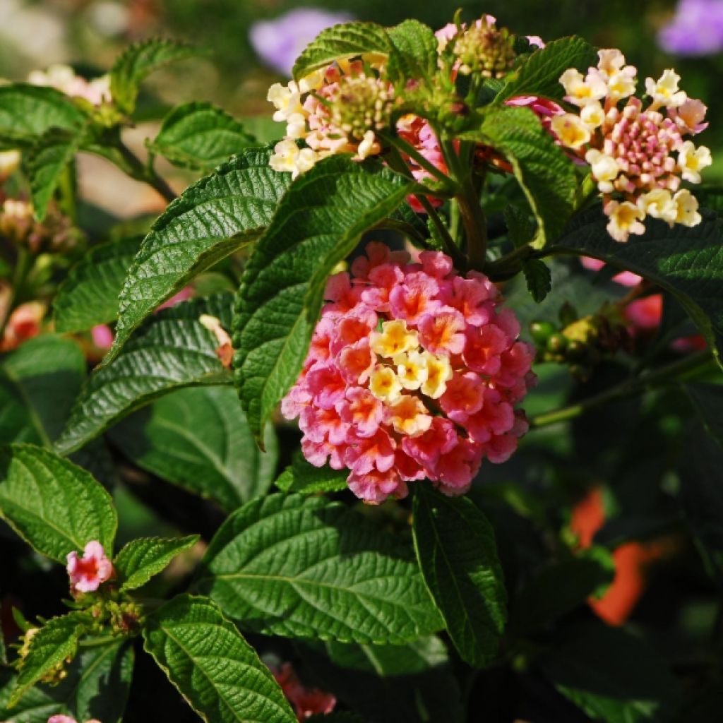 Lantana camara Evita Rose - Wandelröschen