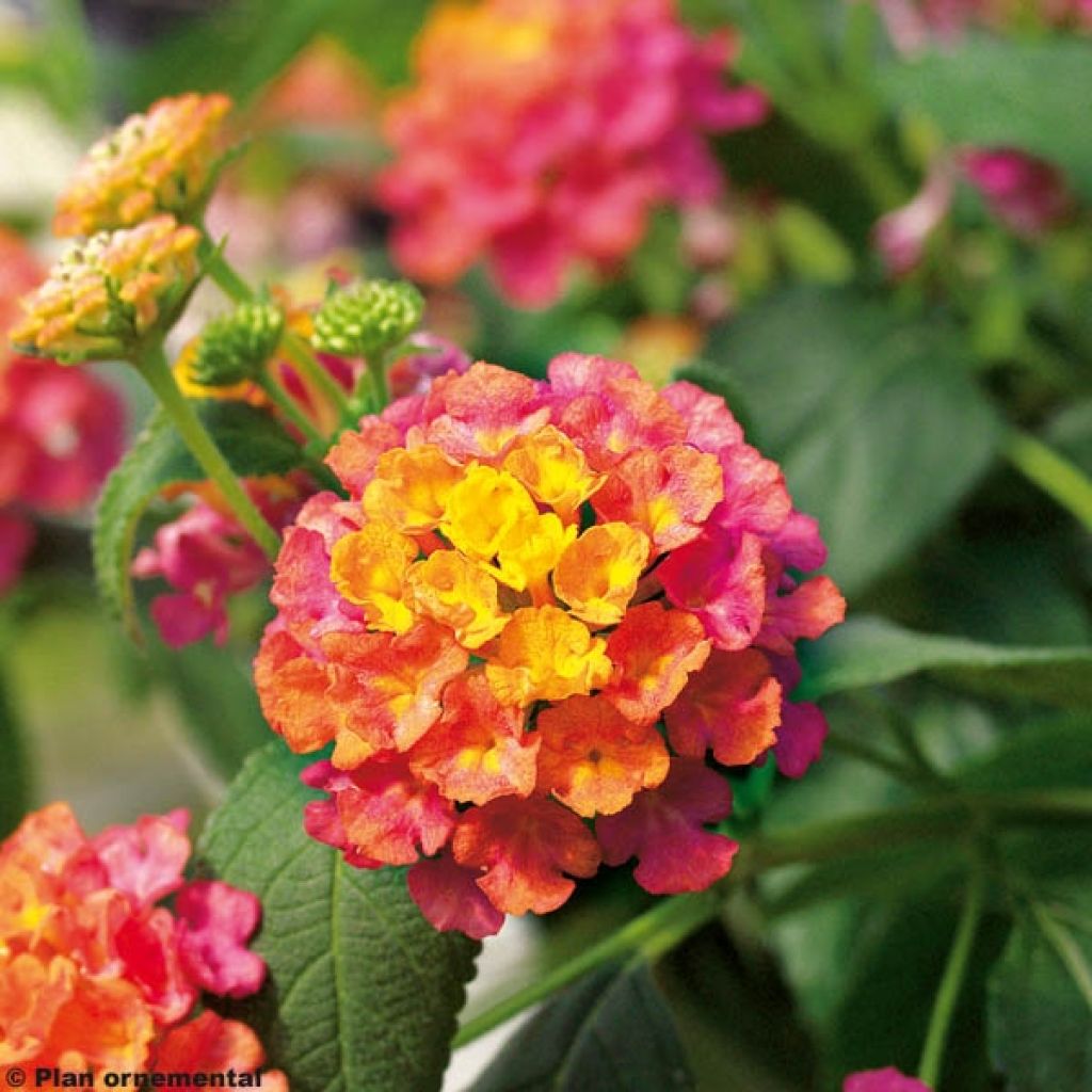 Lantana camara Calippo Tutti Frutti - Wandelröschen