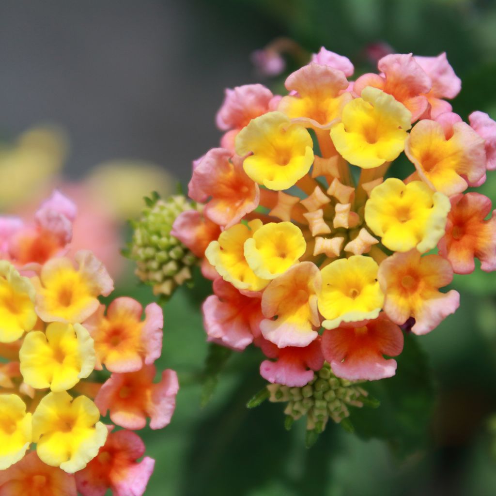 Lantana camara Shamrock Peach - Wandelröschen