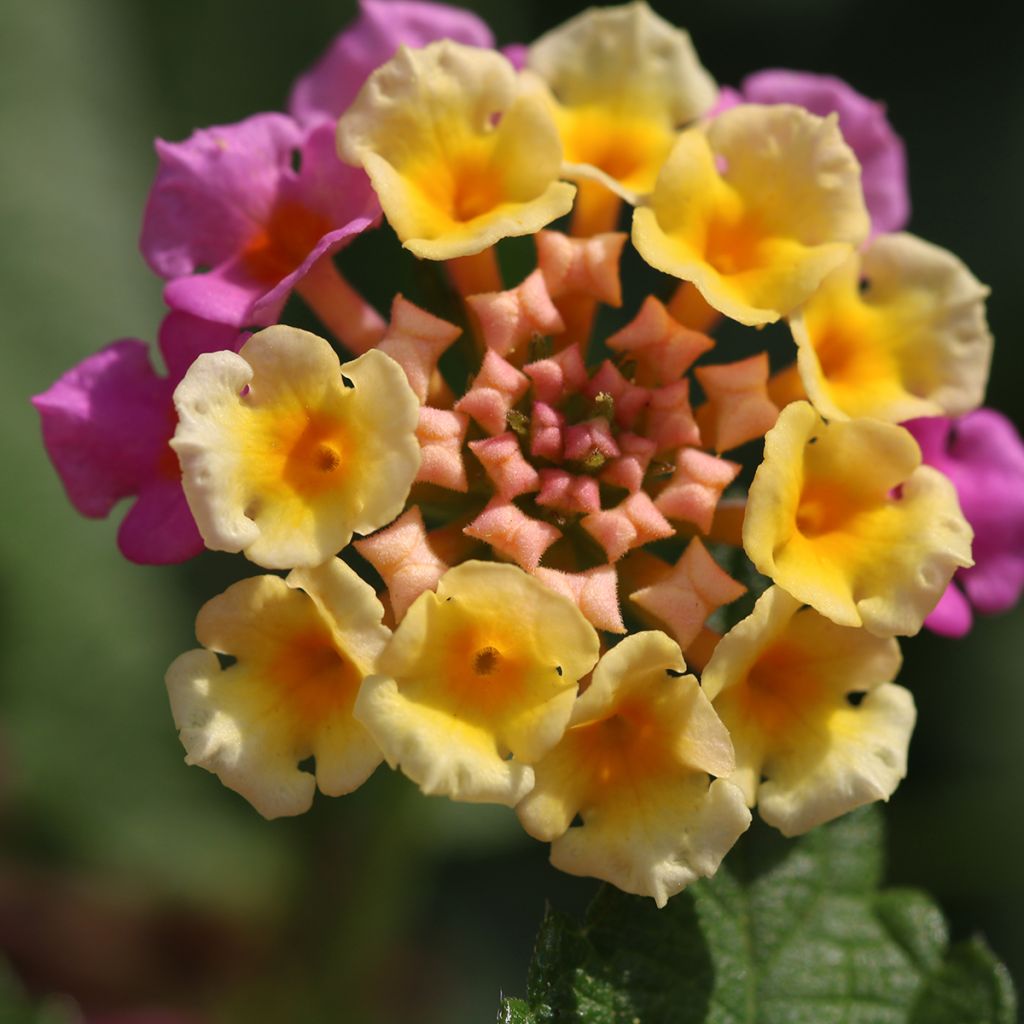 Lantana camara Shamrock Rose - Wandelröschen