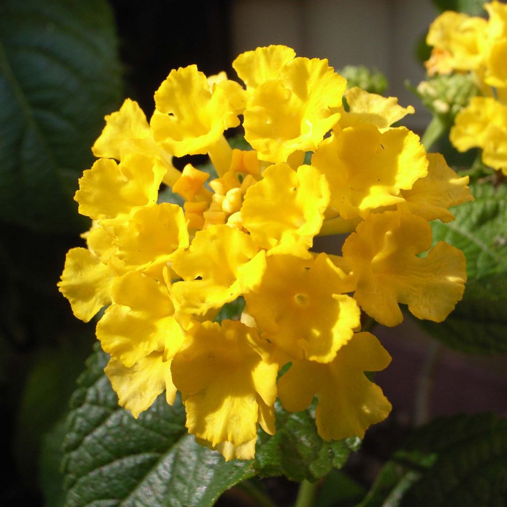 Lantana camara Evita Yellow - Wandelröschen