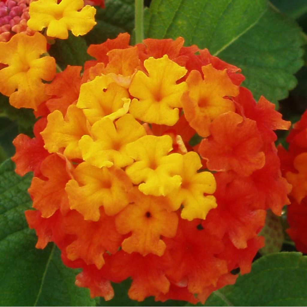 Lantana camara Evita Red imp. - Wandelröschen