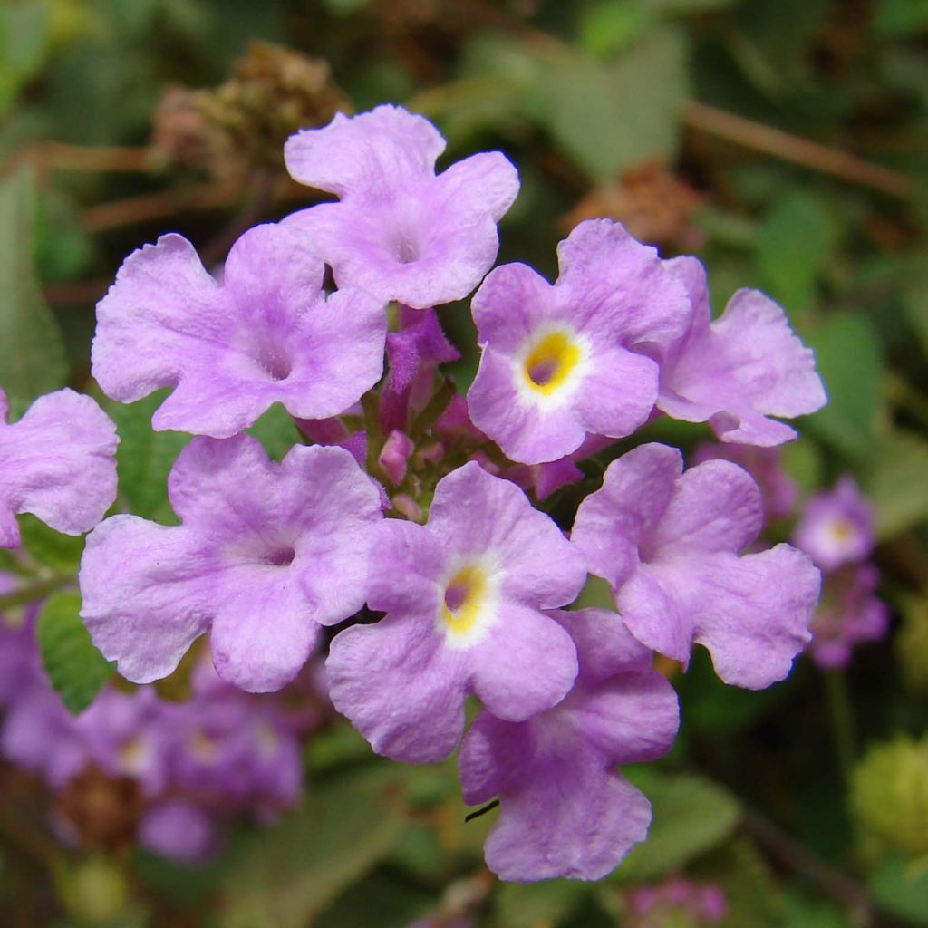 Lantana montevidensis Mauve - Wandelröschen