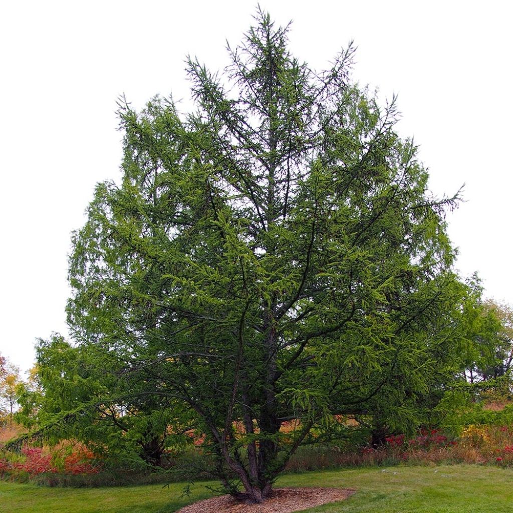 Larix decidua - Mélèze d'Europe