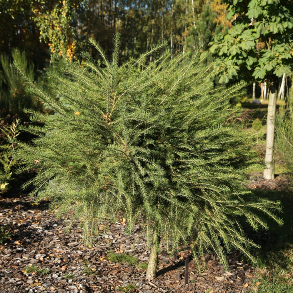 Larix decidua Compacta - Europäische Lärche