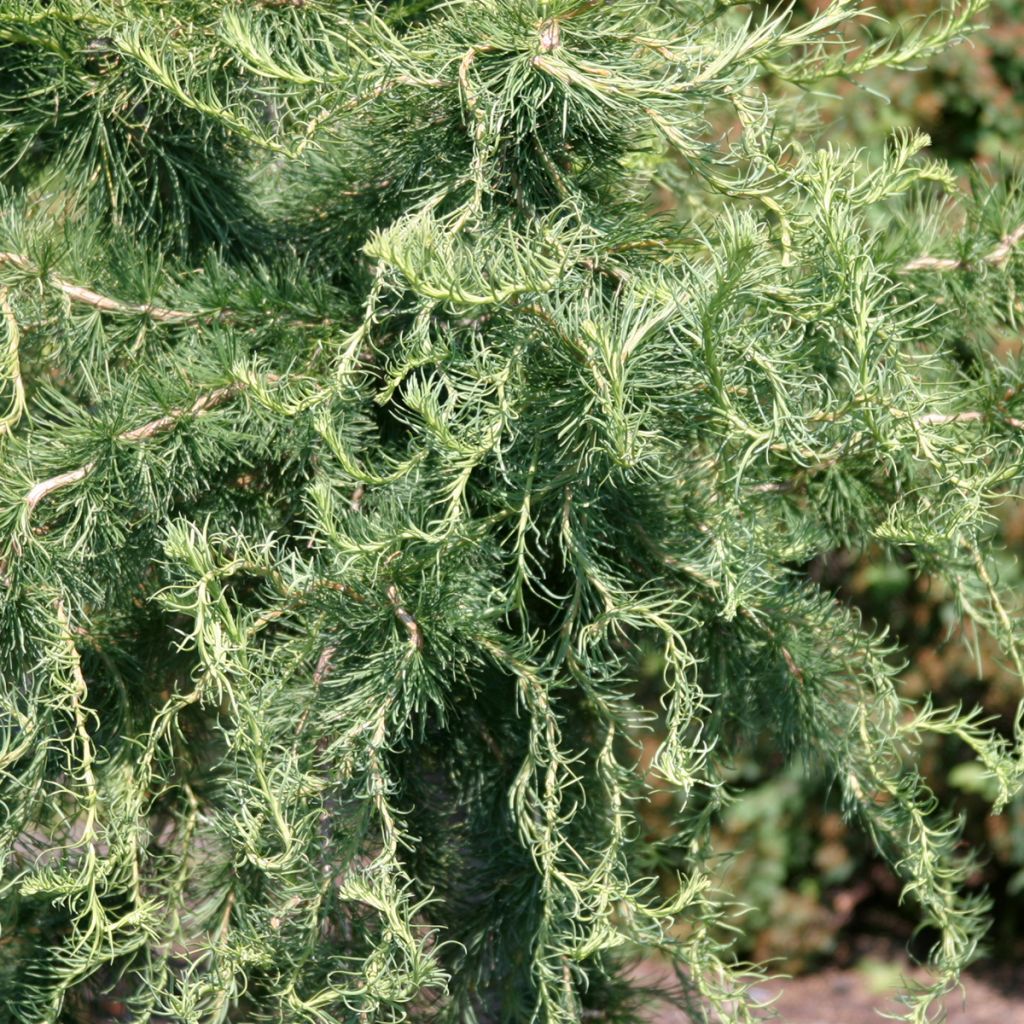 Larix decidua Horstmann Recurved - Europäische Lärche