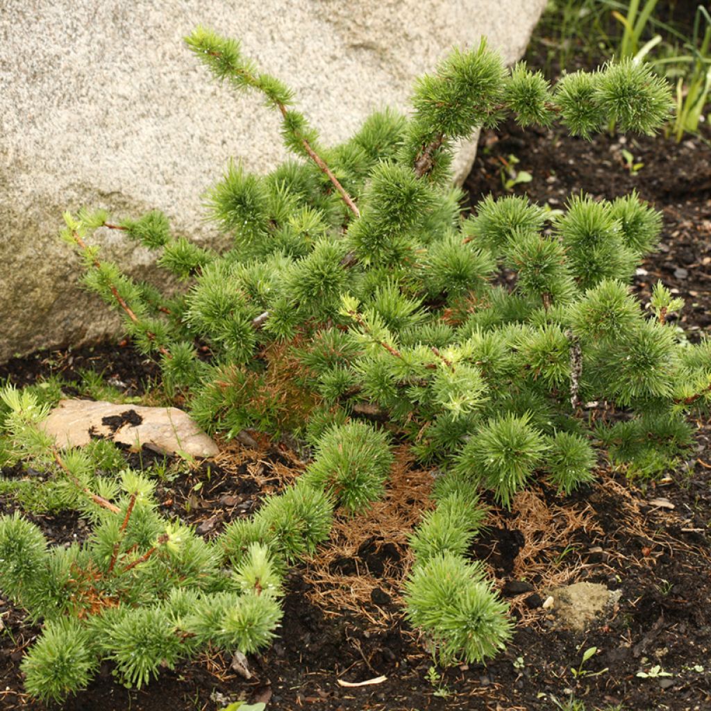 Larix decidua Krejča Mutation - Europäische Lärche