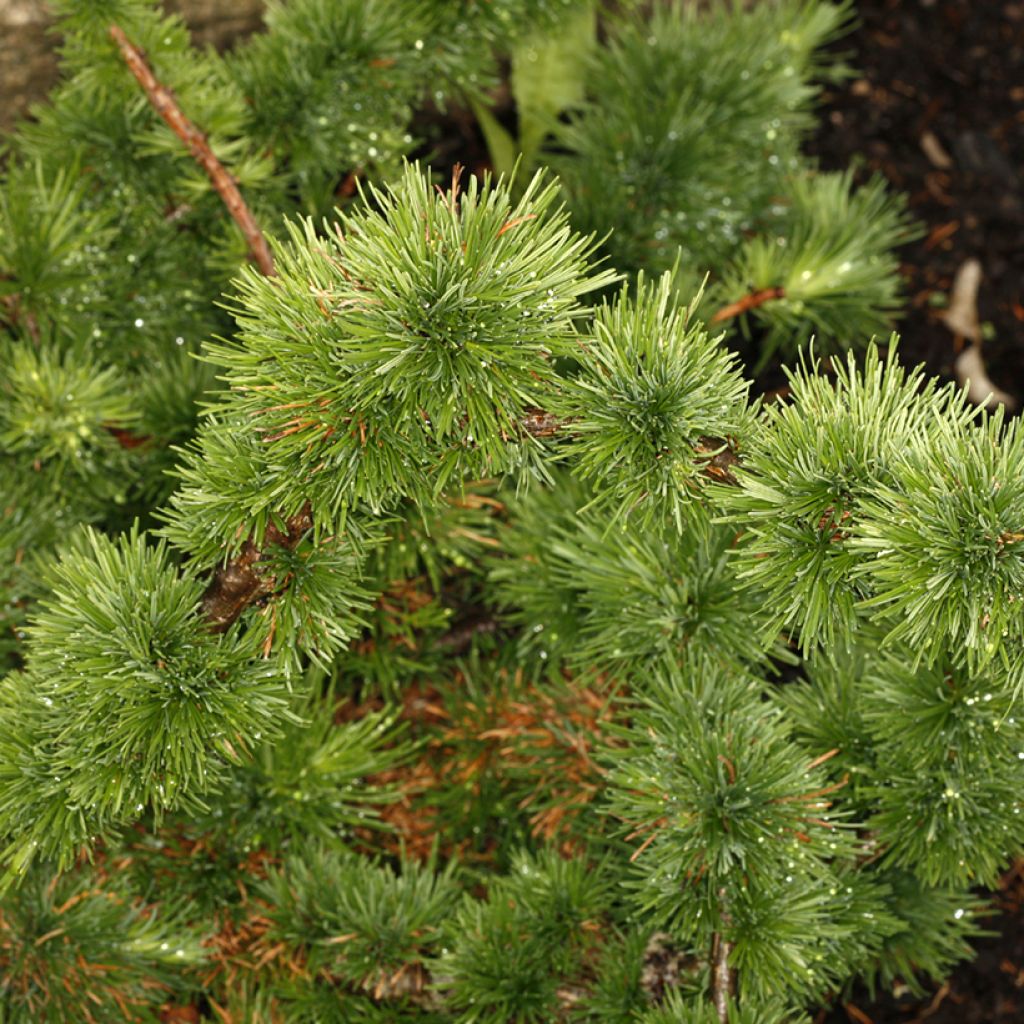 Larix decidua Krejča Mutation - Europäische Lärche