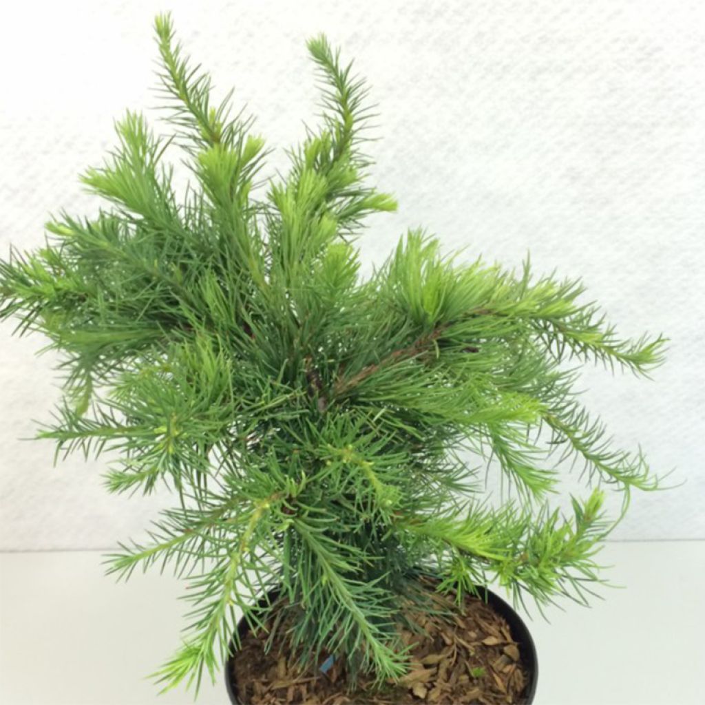 Larix decidua Little Bogle - Europäische Lärche