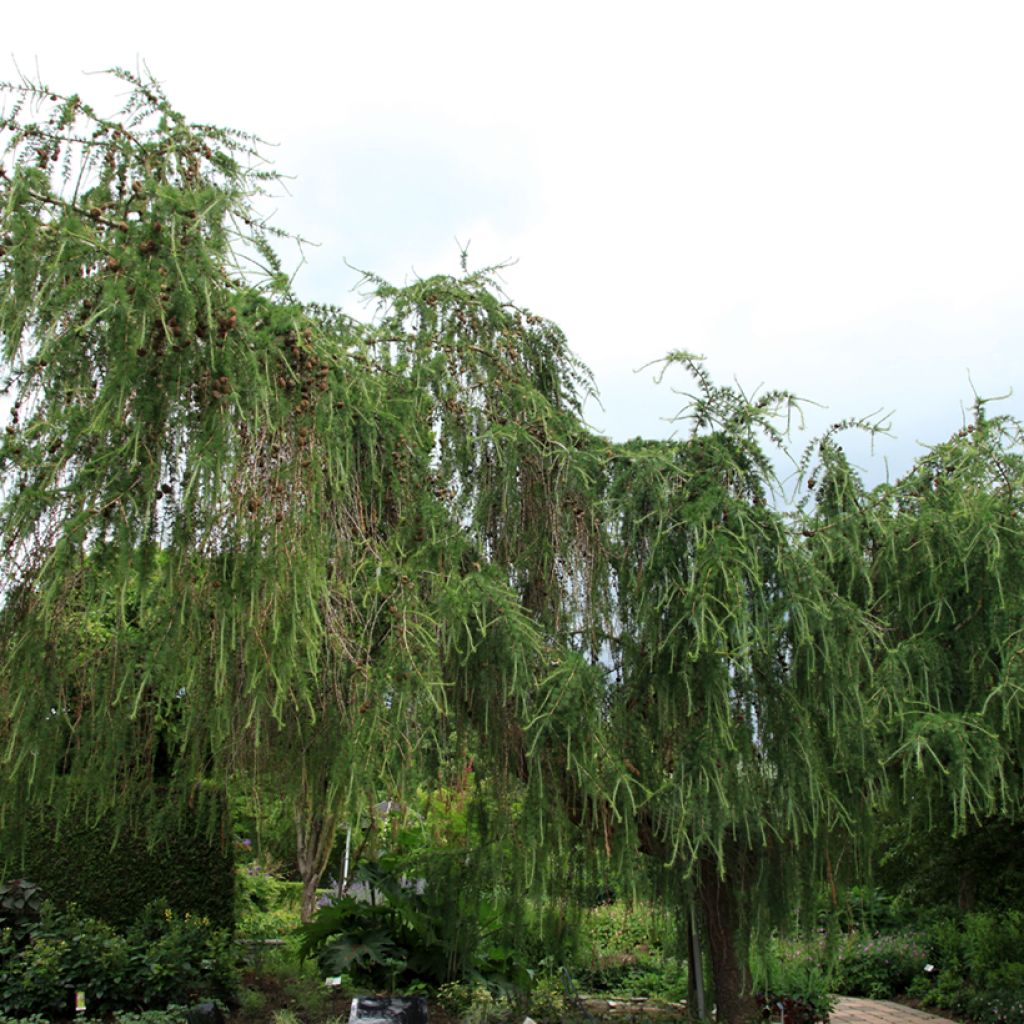 Larix decidua Pendula - Mélèze commun pleureur