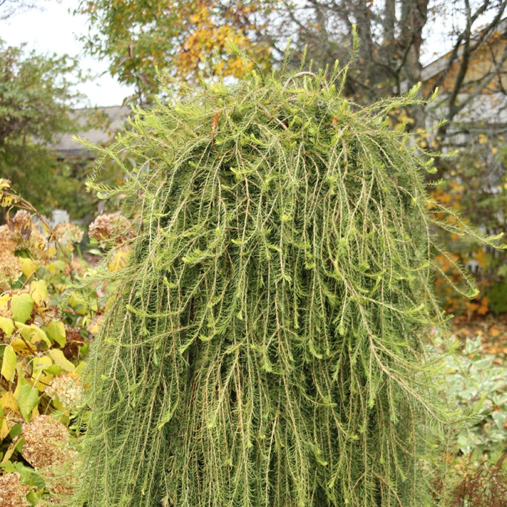 Larix decidua Puli - Europäische Lärche