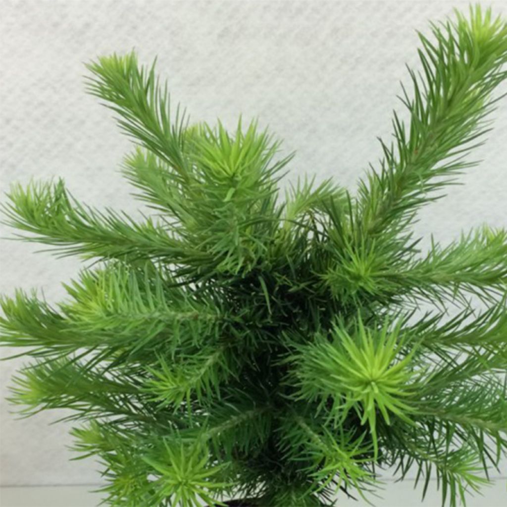 Larix kaempferi Grey Pearl - Japanische Lärche