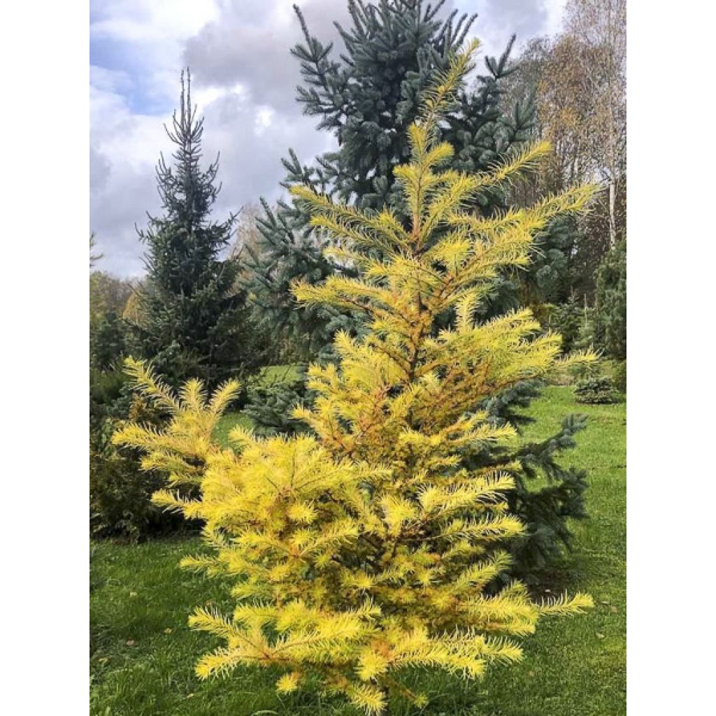 Larix kaempferi Magic Gold - Japanische Lärche