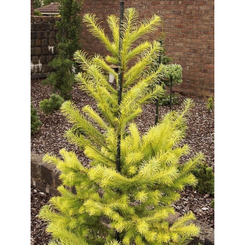 Larix kaempferi Magic Gold - Japanische Lärche