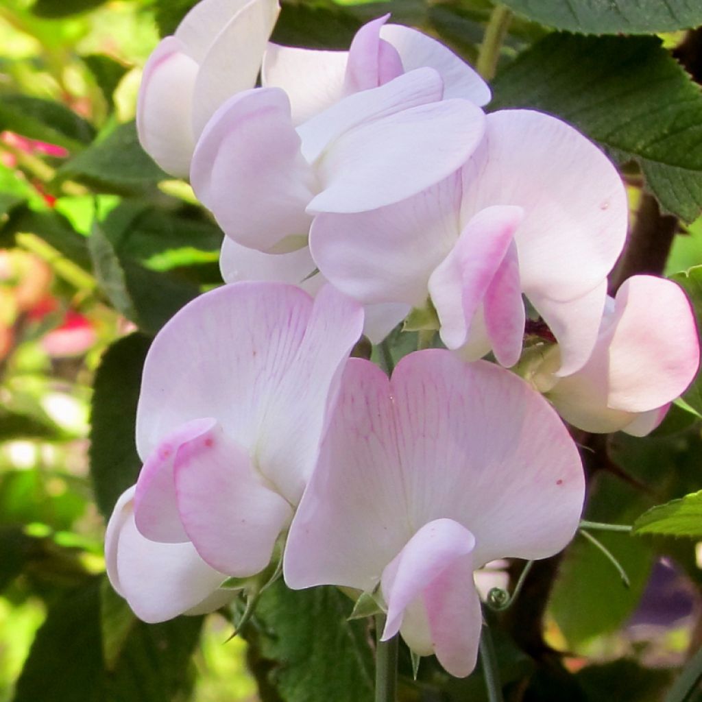 Breitblättrige Platterbse Pink Pearl - Lathyrus latifolius