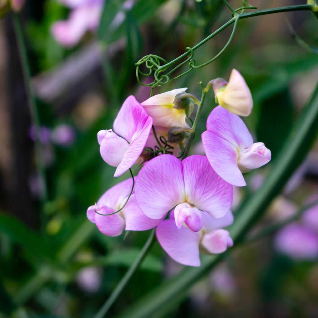 Breitblättrige Platterbse Pink Pearl - Lathyrus latifolius